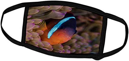 3дРоуз Фиджи. Рибата-Клоун, Прячущаяся Сред морски анемонов. - Лицето на лигавицата (fc_314014_3)